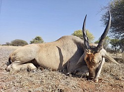 Eland Hunt