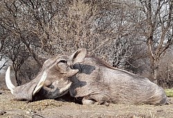 Warthog Hunt