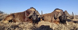 Black Wildebeest Hunt