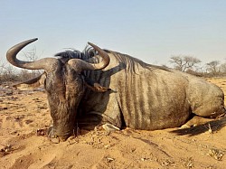 Blue Wildebeest Hunt