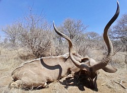 Kudu Hunt