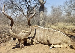 Kudu Hunt