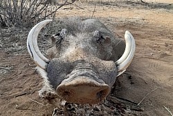 Warthog Hunt