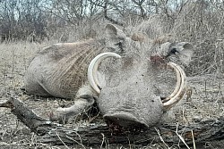 Warthog Hunt